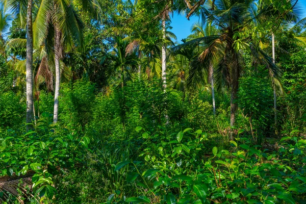 Плантації Чаю Острові Хандунгугода Поблизу Коггала Шрі Ланка — стокове фото