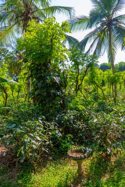 Tea plantations at Handunugoda tea estate near Koggala, Sri Lanka.