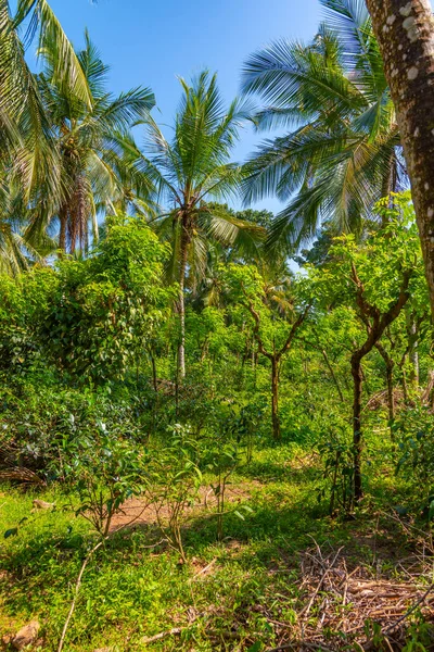 Плантації Чаю Острові Хандунгугода Поблизу Коггала Шрі Ланка — стокове фото