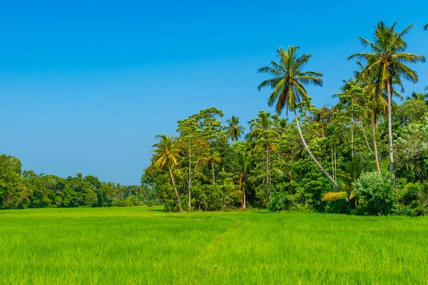 Risfält Sri Lanka Solig Dag — Stockfoto