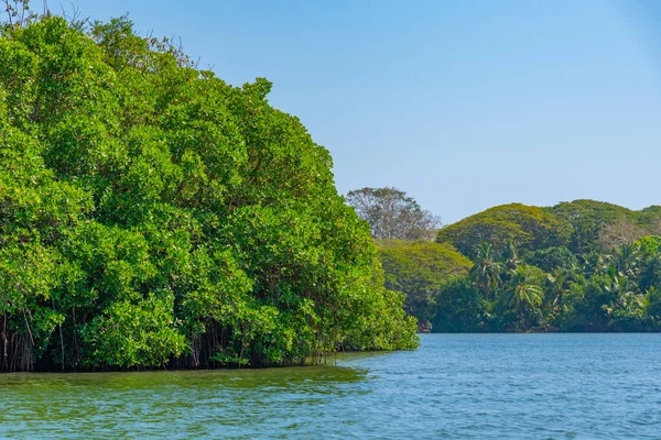 Bosques Exuberantes Que Rodean Laguna Koggala Sri Lanka —  Fotos de Stock