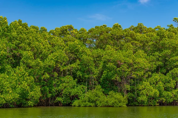 Буйні Ліси Оточують Лагуну Коггала Шрі Ланці — стокове фото