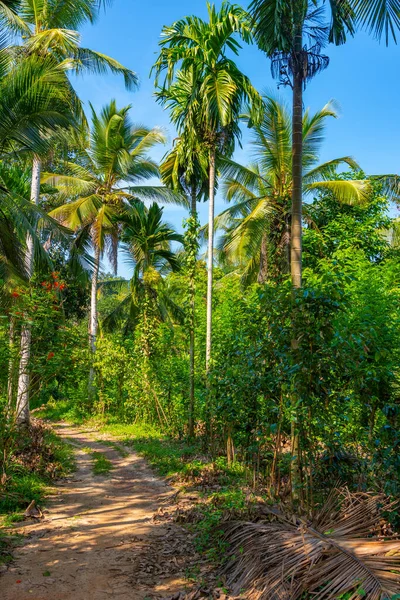 Plantaciones Finca Handunugoda Cerca Koggala Sri Lanka —  Fotos de Stock