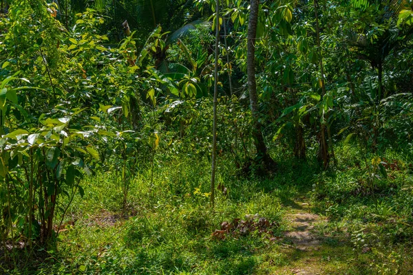 stock image Cinnamon plantation at Koggala, Sri Lanka.