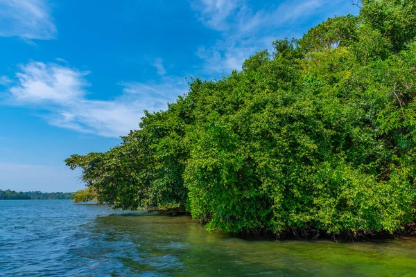 Stock image Lush forests surrounding the Koggala lagoon in Sri Lanka.