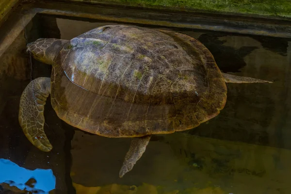 Unechte Seeschildkröte Schildkrötenkrankenhaus Sri Lanka — Stockfoto