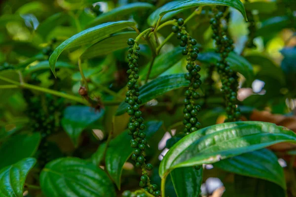 Black pepper plant at Sri Lanka.