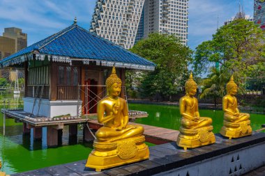 Sri Lanka, Colombo 'daki Gangarama Seema Malakaya Budist Tapınağı' ndaki altın Buda heykelleri..