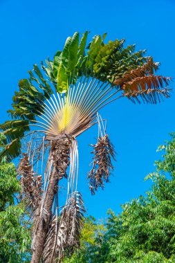 Colombo, Sri Lanka 'daki Viharamahadevi Parkı.