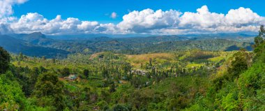 Sri Lanka 'da Haputale çevresindeki çay tarlaları.