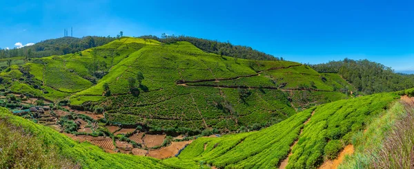 スリランカのヌワラエリヤ周辺の茶畑 — ストック写真