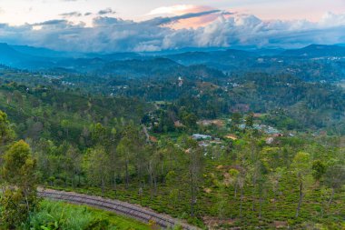 Sri Lanka 'da Haputale çevresindeki çay tarlaları.