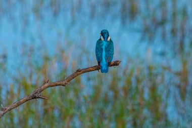 Sri Lanka 'daki Bundala Ulusal Parkı' nda ortak Kingfisher.