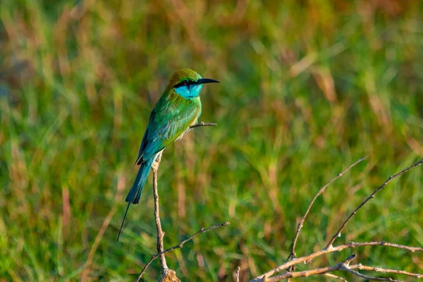 Mały Zielony Bee Eater Parku Narodowym Bundala Sri Lance — Zdjęcie stockowe