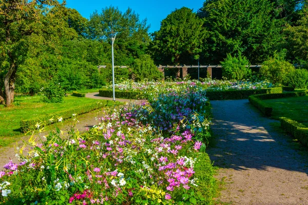 Сад Троянд Шведському Місті Гельсінборг — стокове фото