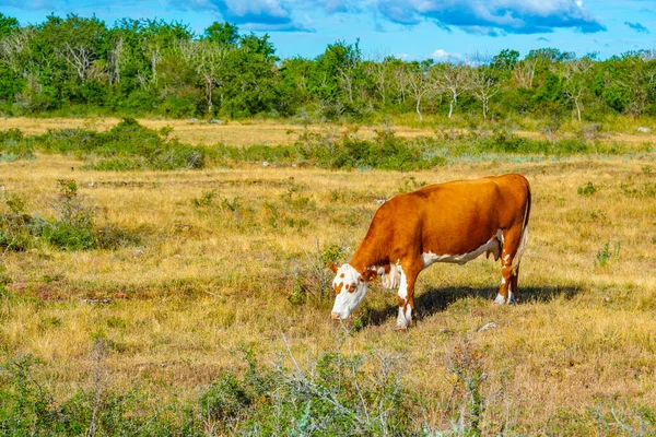 Vacas Pastando Isla Oland Suecia — Foto de Stock