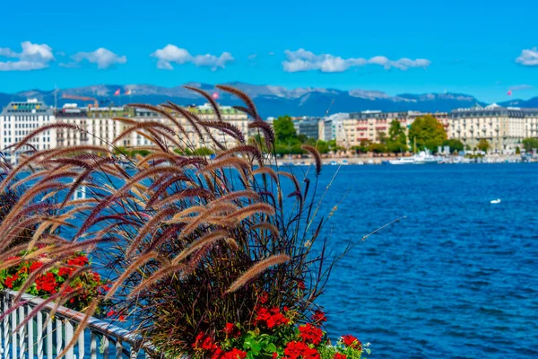 Sviçre Şehrinin Lakeside Gezinti Alanı Cenevre Sviçre Bir Saksının Arkasındaydı — Stok fotoğraf