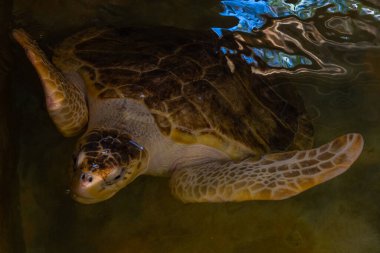 Sri Lanka 'daki kaplumbağa hastanesinde deniz kaplumbağası kafası..