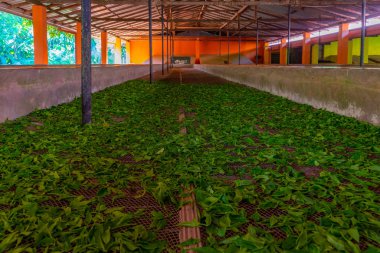 Koggala, Sri Lanka, 21 Ocak 2022: Handunugoda çay evindeki bir çay fabrikasında, Sri Lanka.