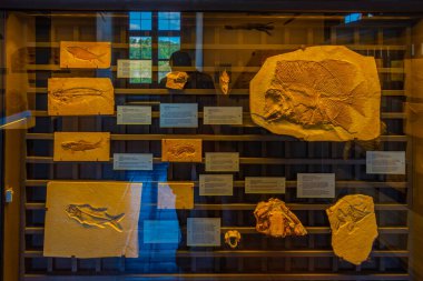 Eichstatt, Almanya, 14 Ağustos 2022: Alman Eichstatt kasabasındaki Jura müzesinde fosiller.