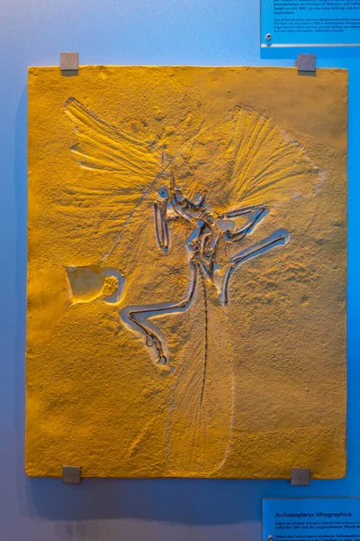 Eichstatt Niemcy Sierpnia 2022 Skamieniałości Archeopteryksów Odkryte Niemczech — Zdjęcie stockowe