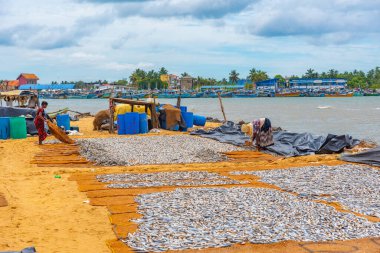 Negombo, Sri Lanka, 13 Şubat 2022: Negombo, Sri Lanka 'da açık havada balık ve diğer deniz ürünleri kurutuluyor.