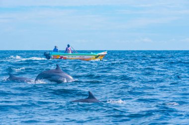 Kalpitiya, Sri Lanka, 12 Şubat 2022: Kalpitiya, Sri Lanka yakınlarında bir yunus sürüsü arasında balıkçılık yapan balıkçılar.