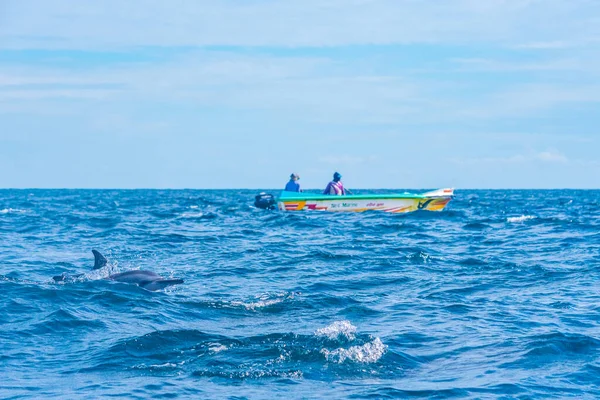 2022年2月12日スリランカ カルピティヤ付近のイルカの群れの間で漁業を行う漁師 — ストック写真
