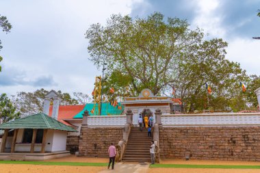 Anuradhapura, Sri Lanka, 9 Şubat 2022: Anuradhapura 'daki Sri Maha Bodhi ağacı - dünyanın en eski belgelenmiş ağacı, Sri Lanka.