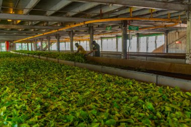 Nuwara Eliya, Sri Lanka, 1 Şubat 2022: Nuwara Eliya, Sri Lanka 'daki bir çay fabrikasının içinde.