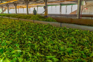 Nuwara Eliya, Sri Lanka, 1 Şubat 2022: Nuwara Eliya, Sri Lanka 'daki bir çay fabrikasının içinde.