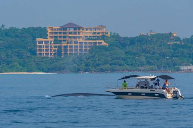 Mirissa, Sri Lanka, 23 Ocak 2022: Mirissa, Sri Lanka 'da balina gezisi.
