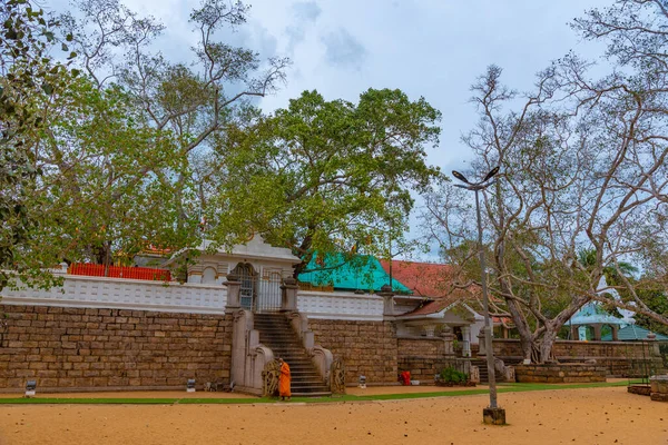 Anuradhapura Σρι Λάνκα Φεβρουαρίου 2022 Δέντρο Sri Maha Bodhi Στο — Φωτογραφία Αρχείου