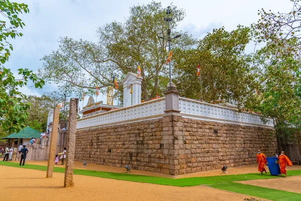 stock image Anuradhapura, Sri Lanka, February 9, 2022: Sri Maha Bodhi tree at Anuradhapura - the world's oldest documented tree, Sri Lanka.