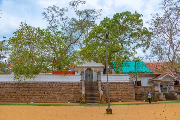Anuradhapura Sri Lanka Febbraio 2022 Albero Sri Maha Bodhi Anuradhapura — Foto Stock