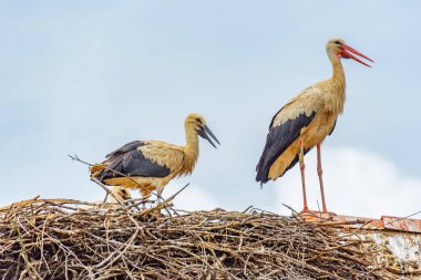 White storks nesting at Croatian village Cigoc clipart