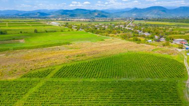 Gürcistan 'ın Kakheti bölgesindeki Alazani vadisindeki üzüm bağları