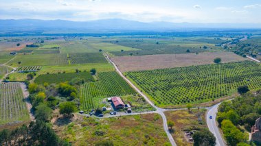 Gürcistan 'ın Kakheti bölgesindeki Alazani vadisindeki üzüm bağları