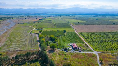 Gürcistan 'ın Kakheti bölgesindeki Alazani vadisindeki üzüm bağları