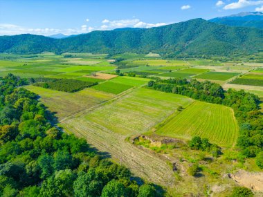 Gürcistan 'ın Kakheti bölgesindeki Alazani vadisindeki üzüm bağları