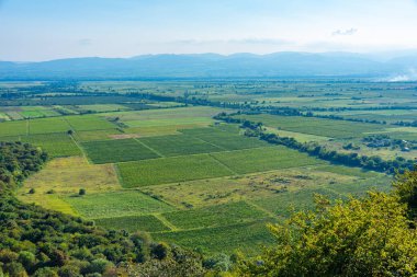 Gürcistan 'ın Kakheti bölgesindeki Alazani vadisindeki üzüm bağları