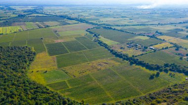 Gürcistan 'ın Kakheti bölgesindeki Alazani vadisindeki üzüm bağları