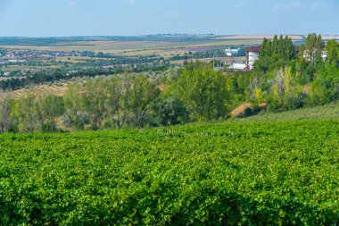Panorama view of Cricova vineyard in Moldova clipart