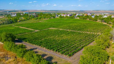 Moldova 'daki Cricova üzüm bağının panorama manzarası