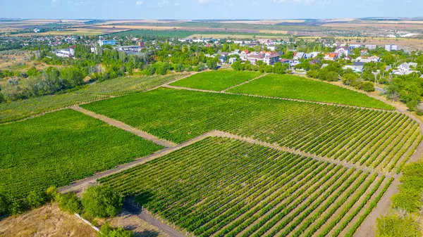 stock image Panorama view of Cricova vineyard in Moldova