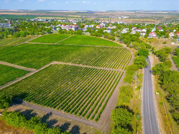 Moldova 'daki Cricova üzüm bağının panorama manzarası