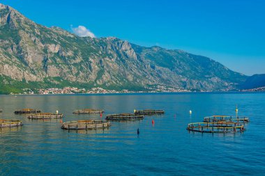 Karadağ 'ın Perast kentindeki istiridye çiftlikleri