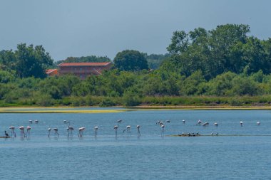 Karadağ 'daki Ulcinj tuzunda bir grup flamingo