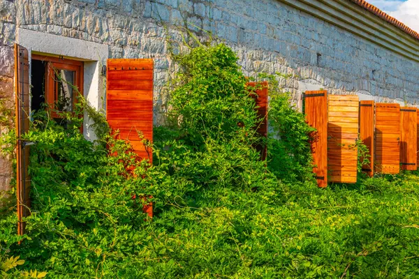 Grön Murgröna Vid Budva Citadell Montenegro — Stockfoto