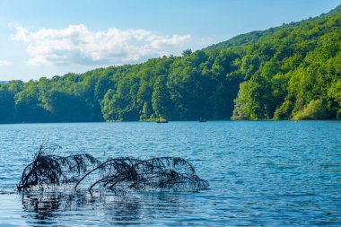 Karadağ 'daki Biogradska Gora ulusal parkı